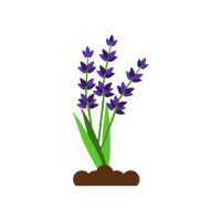 Byliny w Inowrocławiu – roślinność wspierająca bioróżnorodność